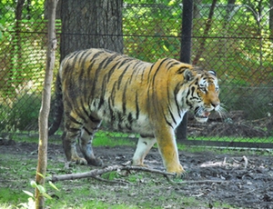 News John Ball Zoo Tiger Exhibit Phase 1 opens June 14