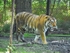 News John Ball Zoo Tiger Exhibit Phase 1 opens June 14
