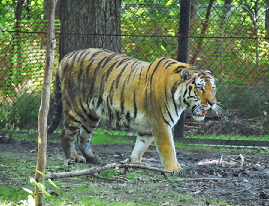 News John Ball Zoo Tiger Exhibit Phase 1 opens June 14