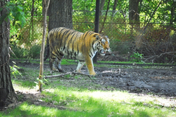 Tigers of the Realm 4